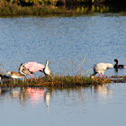 Roseate Spoonbill (and friends)