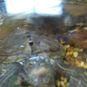 Northern Map turtle