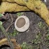 Birds Nest Fungus