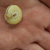 Elm Sawfly (larva)