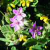 Mallow-leaved Stork's Bill