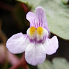 Ivy-leaved toadflax