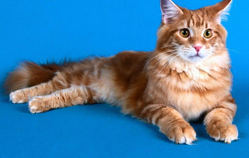 Maine Coon Cat Wallpapers HD