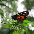 Noctuid moth