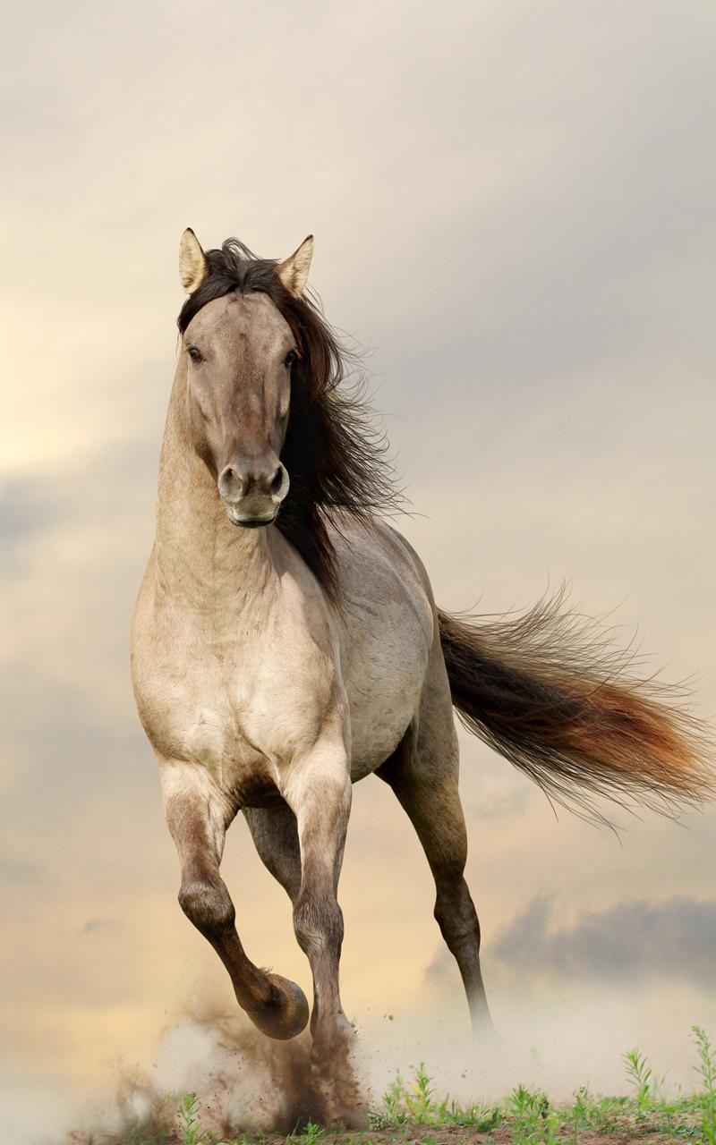 Horses Live Wallpaper Screen 1