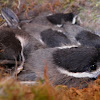 Black-capped Chickadee brood