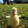 Duckling Muscovy Duck 