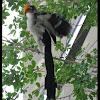 Eastern Yellow-billed Hornbill