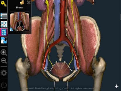  Anatomy Learning - 3D Atlas: miniatura de captura de pantalla  