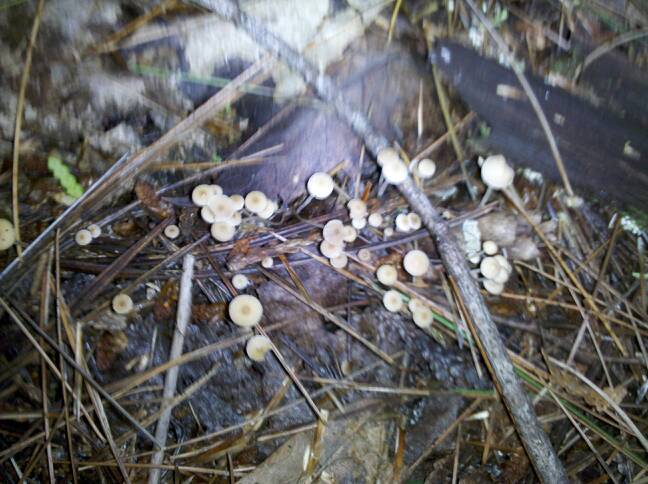 Spruce-cone mushroom