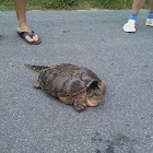 Eastern Snapping Turtle