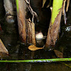 Striped Marsh Frog (Brown-striped Frog)