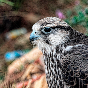 falcon by Mohamed Njah - Animals Birds