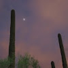 Giant Suguaro - Twilight
