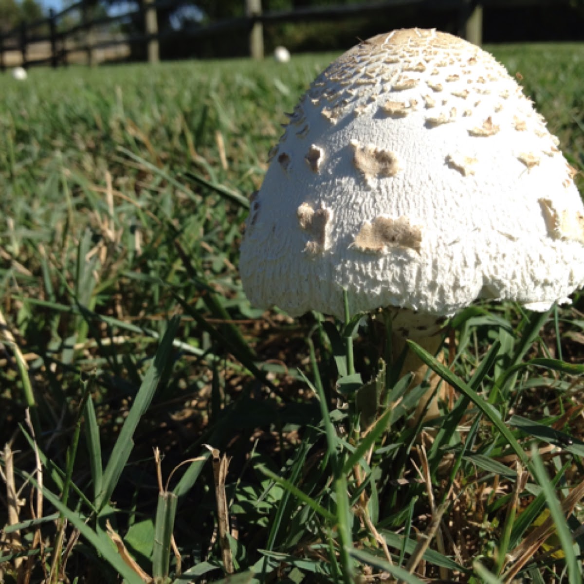 False Parasol Project Noah