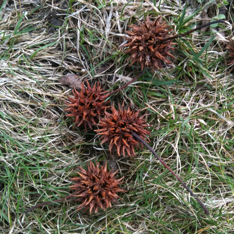 Sweet Gum seed pods