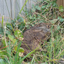 Eastern Cottontail