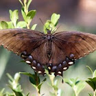 Eastern Tiger Swallowtail (female, black morph)