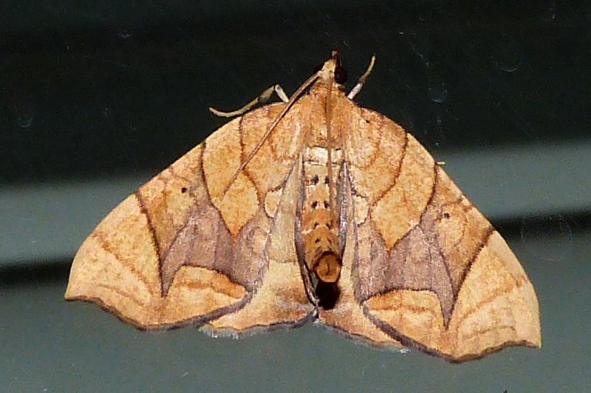Greater Grapevine Looper Moth