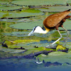 African Jacana