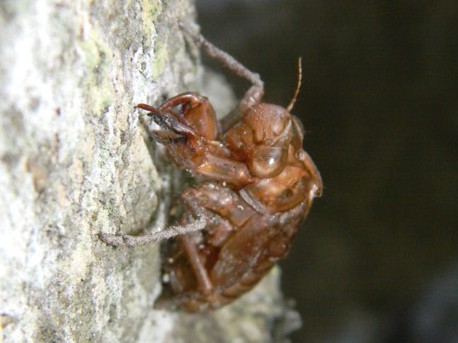 cicada cast