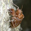 cicada cast