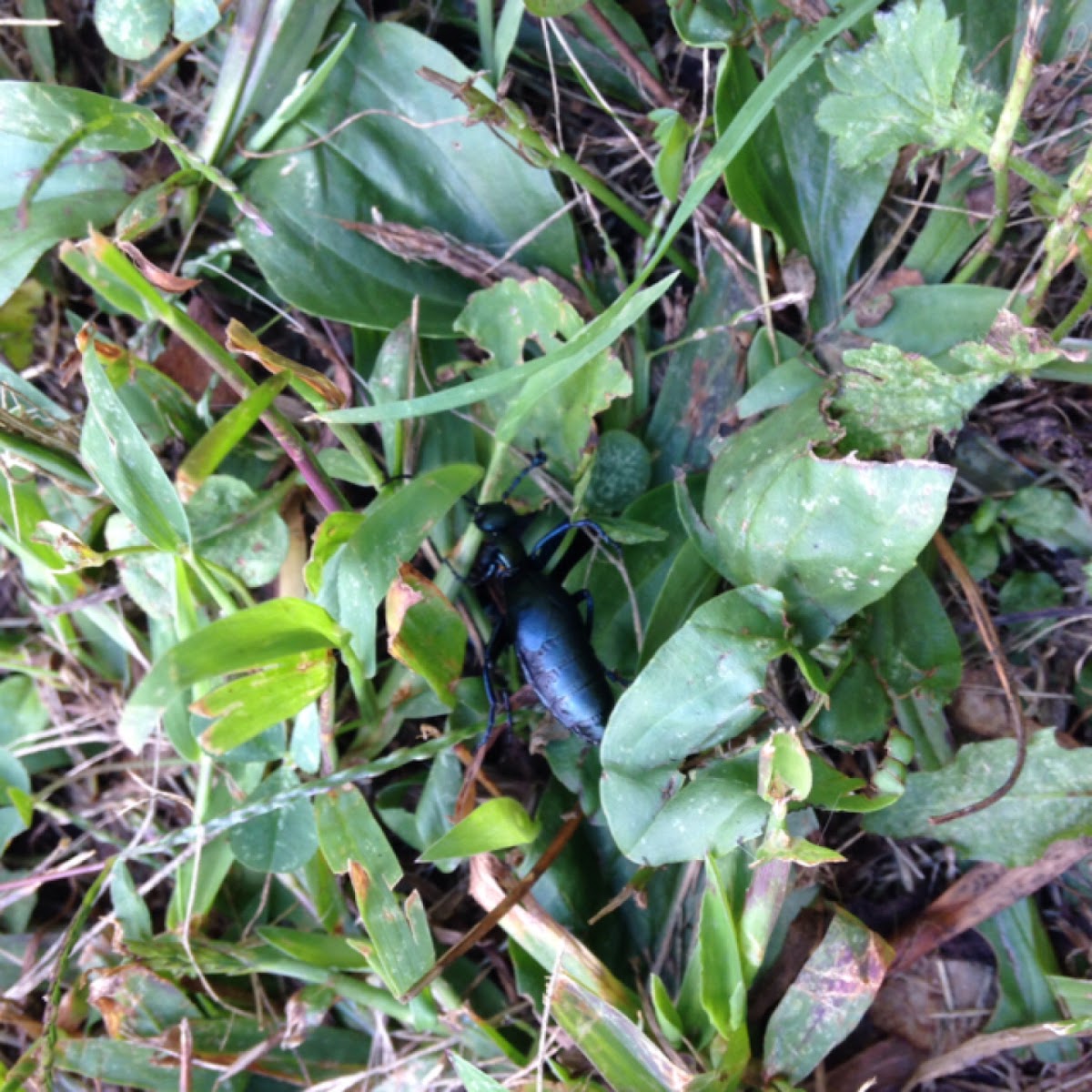 American Oil Beetle