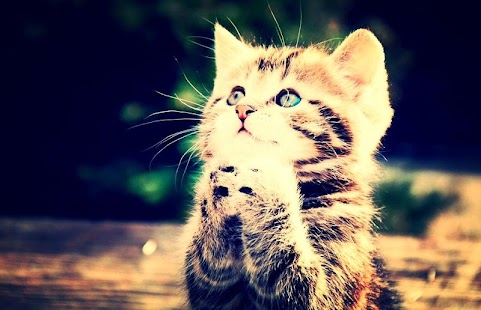 Cat Live Wallpaper Screenshots 10