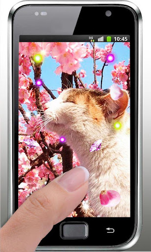 免費下載個人化APP|Kitty Sakura live wallpaper app開箱文|APP開箱王