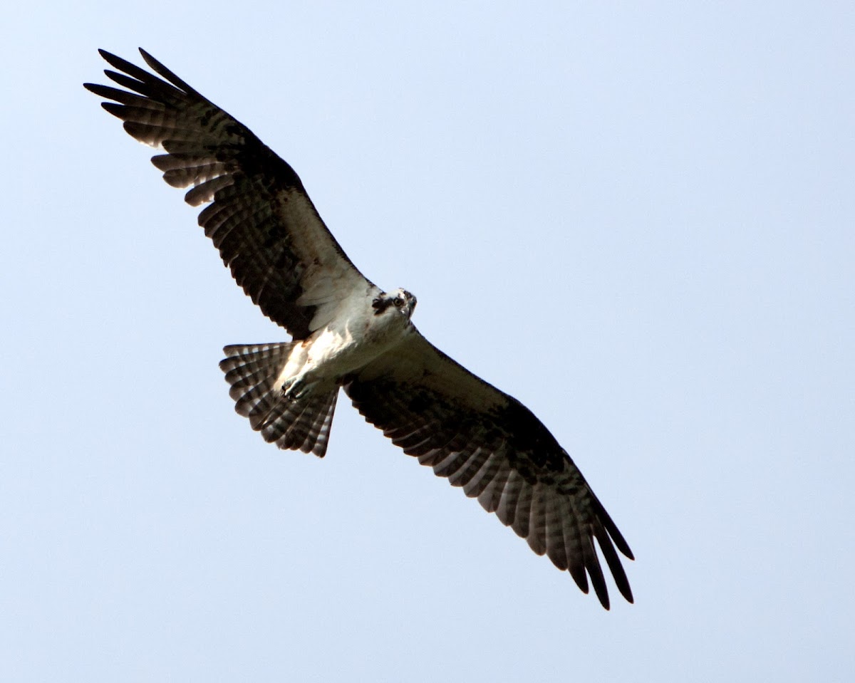 Osprey (Male)