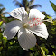 All White Hibiscus