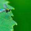 Long-legged Fly