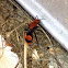 Eastern velvet ant (female)