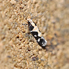 Tiny moth