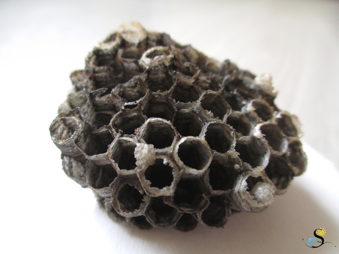 Nest of paper wasps