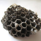 Nest of paper wasps
