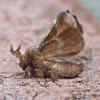 Eastern tent caterpillar moth (male)