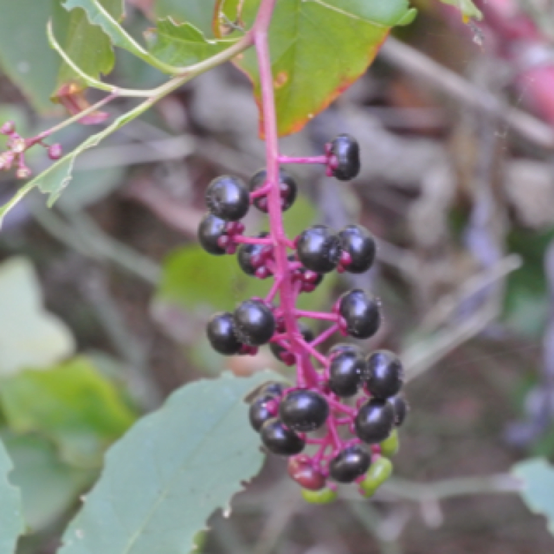 Pokeweed berries