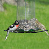 Rose Breasted Grosbeak