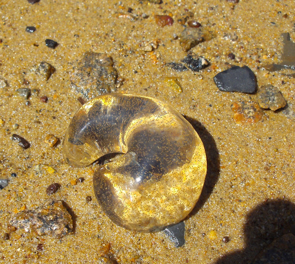 Sausage Jelly Project Noah