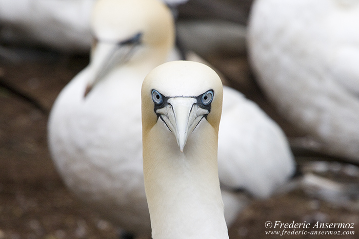 Northern Gannet