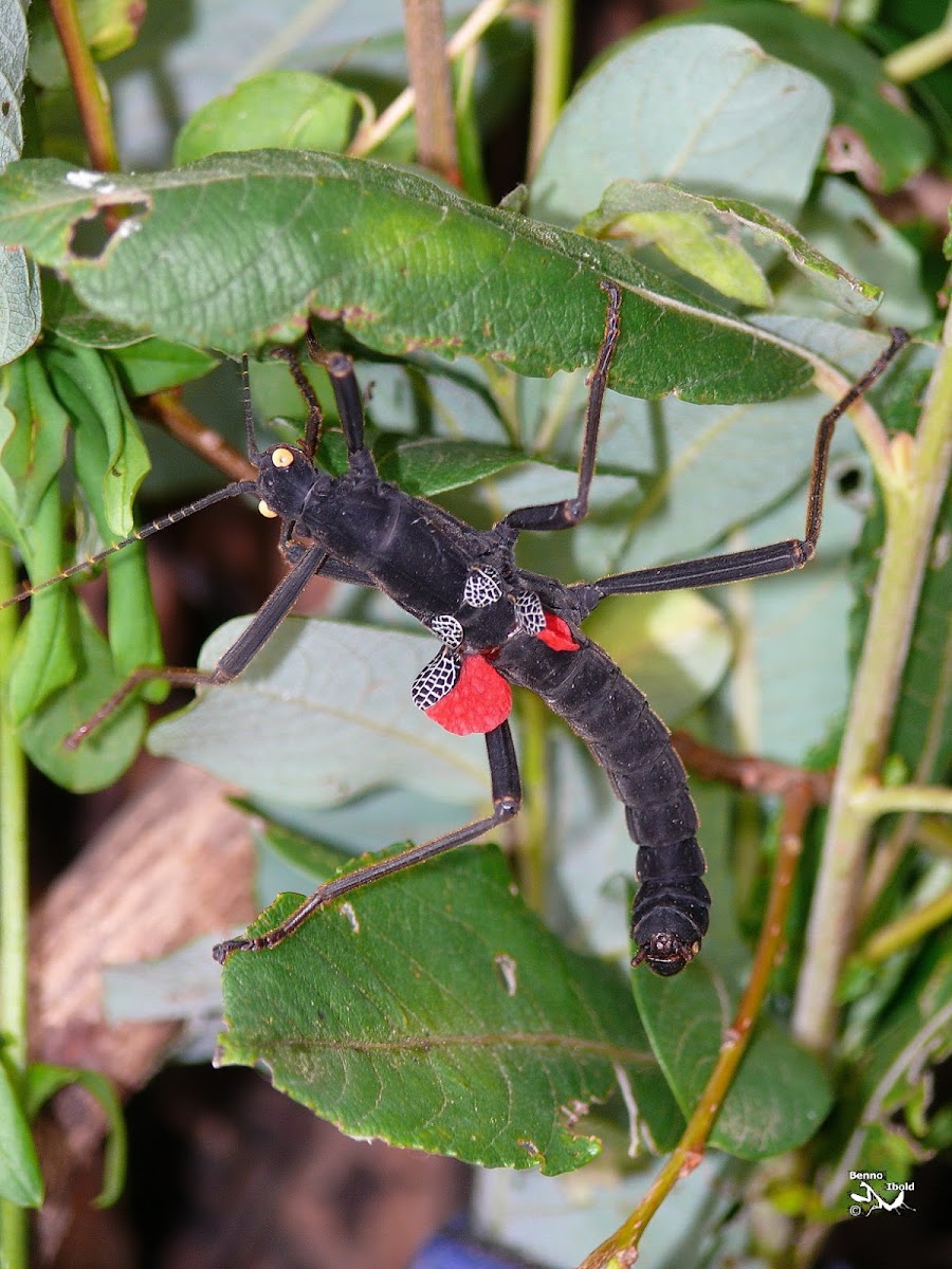 Black beauty stick insect