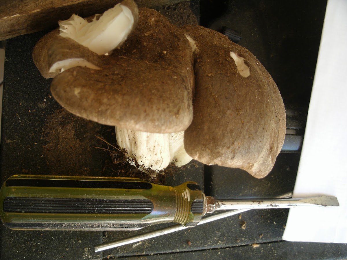 Platterfull mushroom