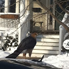 Cooper's Hawk