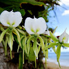 Angraecum ebuernum (orchid)