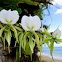 Angraecum ebuernum (orchid)