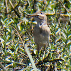 Spanish Yellow Wagtail; Lavandera Boyera