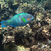 Surf parrotfish