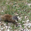 Franklin's ground squirrel