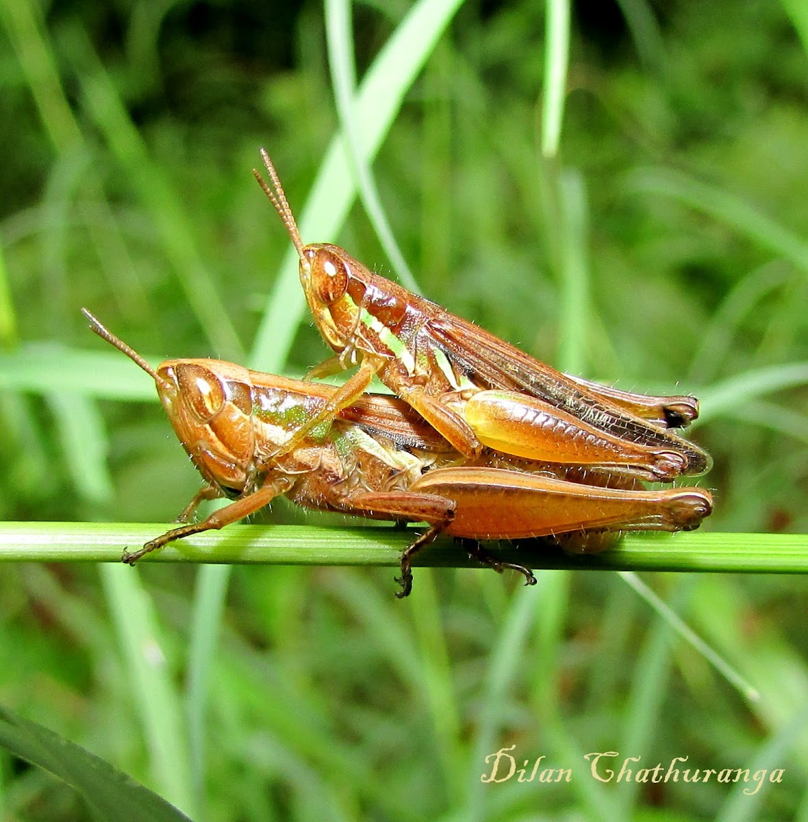 Mating of Grasshoppers